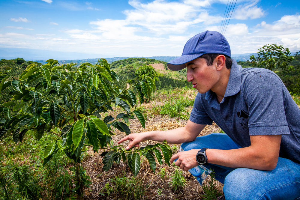 Anecdote Coffee Roasters